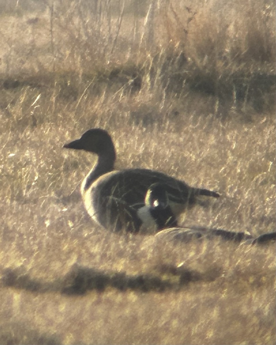 Tundra Bean-Goose - ML627189879
