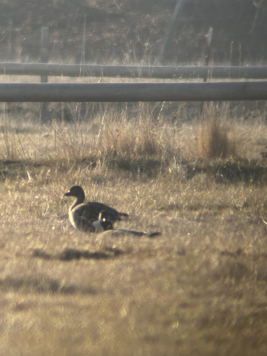 Tundra Bean-Goose - ML627189880