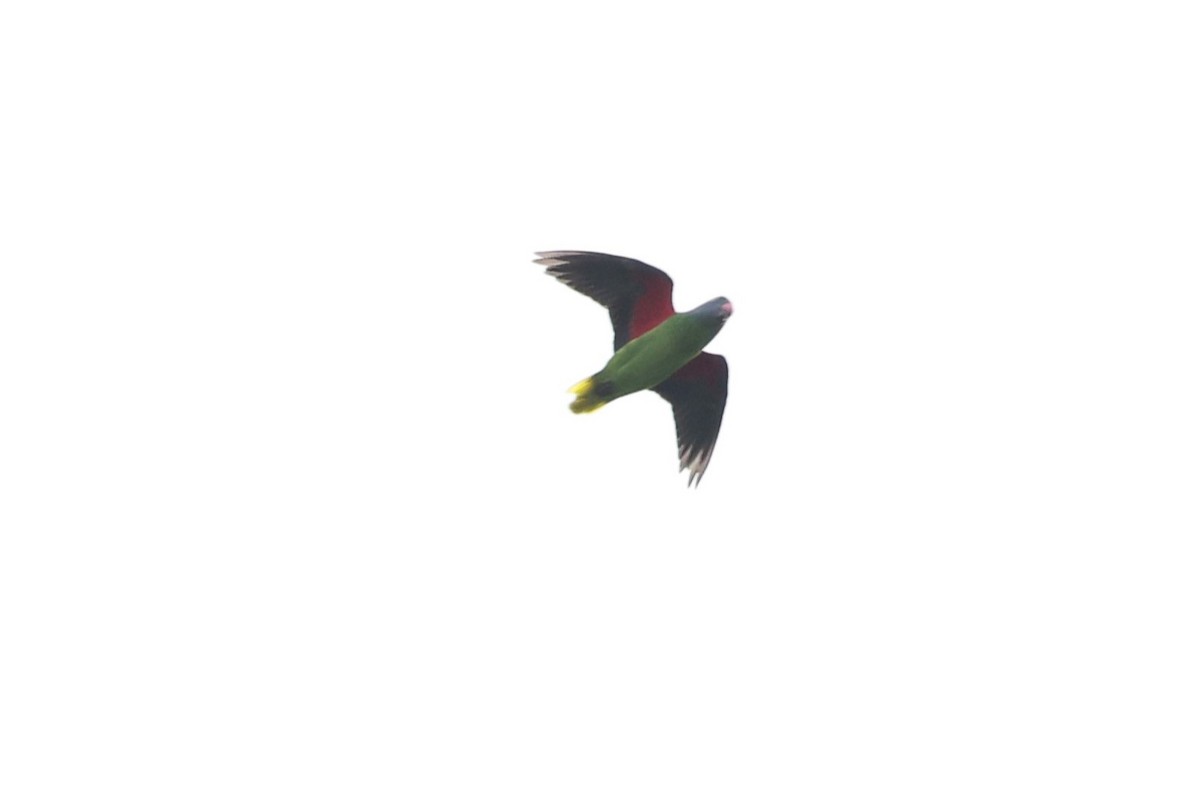 Simeulue Parrot - ML627189913