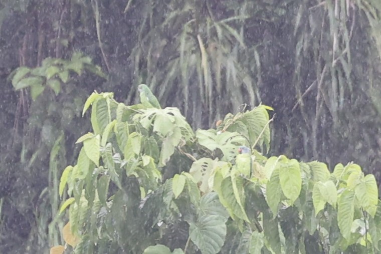Simeulue Parrot - ML627189919