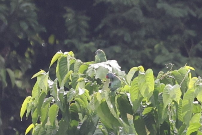 Simeulue Parrot - ML627189922