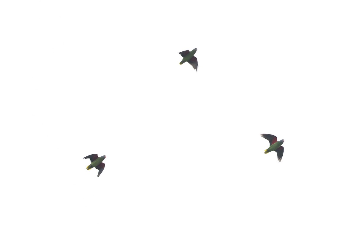 Simeulue Parrot - ML627189924