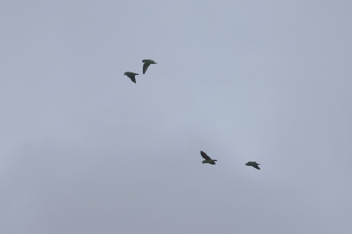 Simeulue Parrot - ML627189934