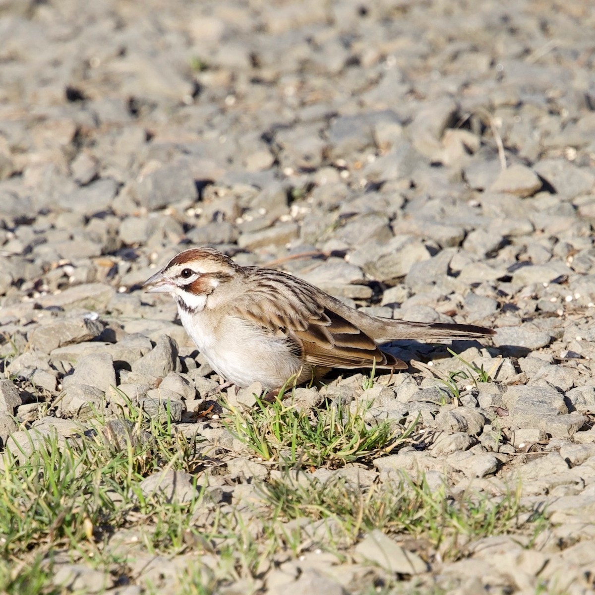 Lark Sparrow - Susan Kirkbride
