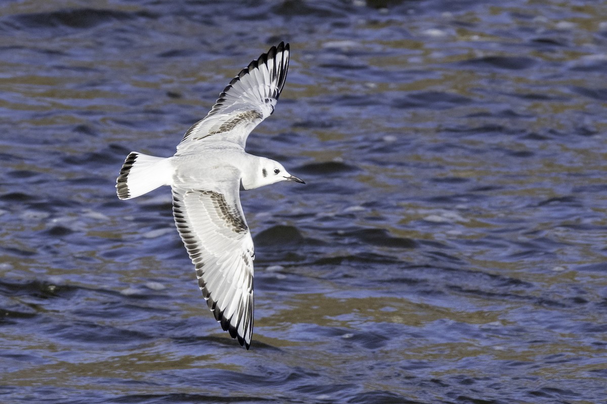 Bonaparte's Gull - ML627190064