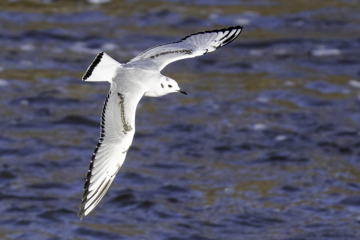 Bonaparte's Gull - ML627190065