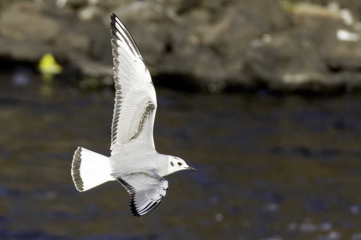 Bonaparte's Gull - ML627190066