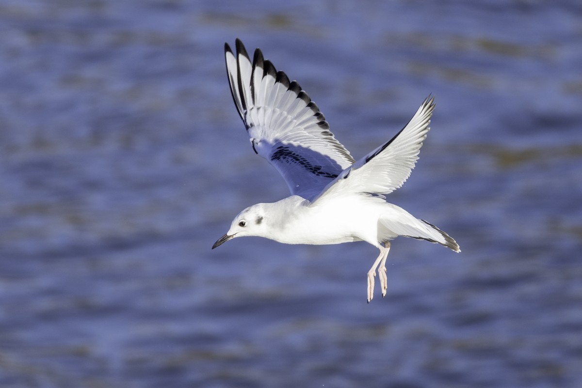 Bonaparte's Gull - ML627190067