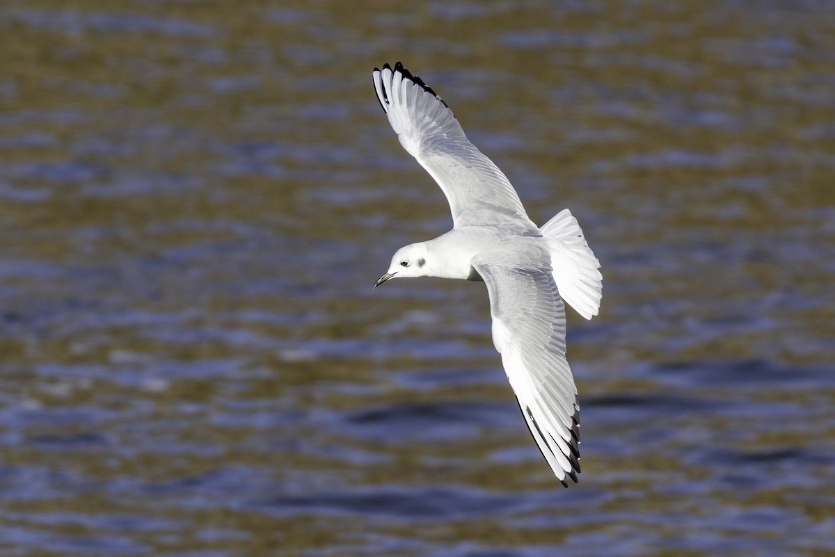 Bonaparte's Gull - ML627190068