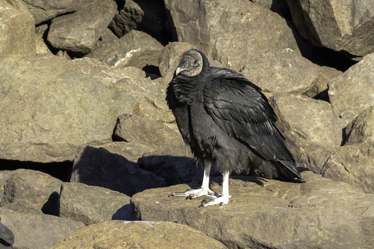 Black Vulture - ML627190073
