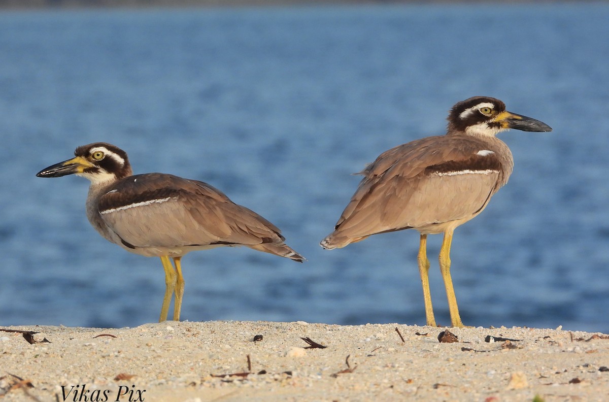 Beach Thick-knee - ML627190137