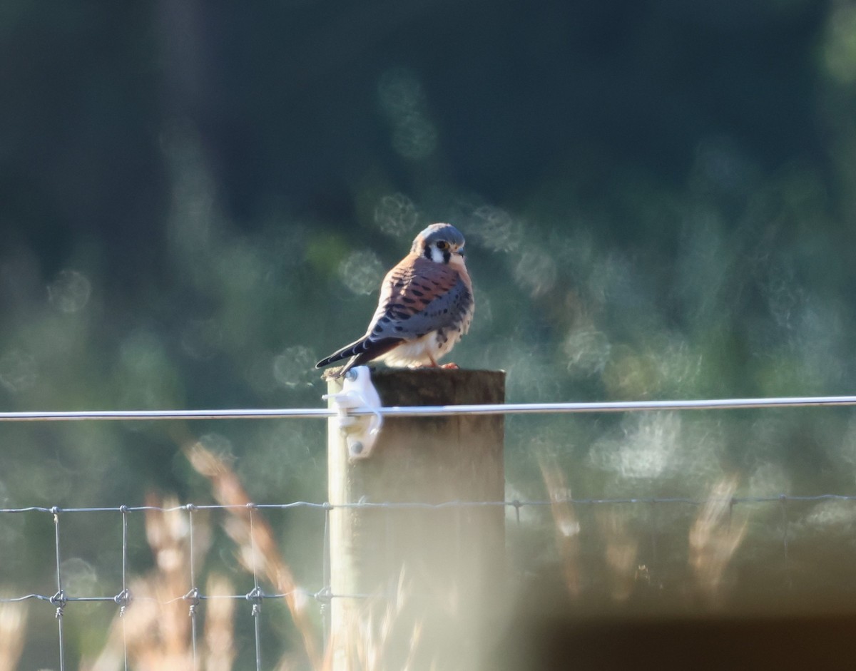 American Kestrel - ML627190143