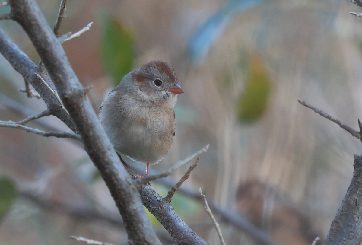 Field Sparrow - ML627190148