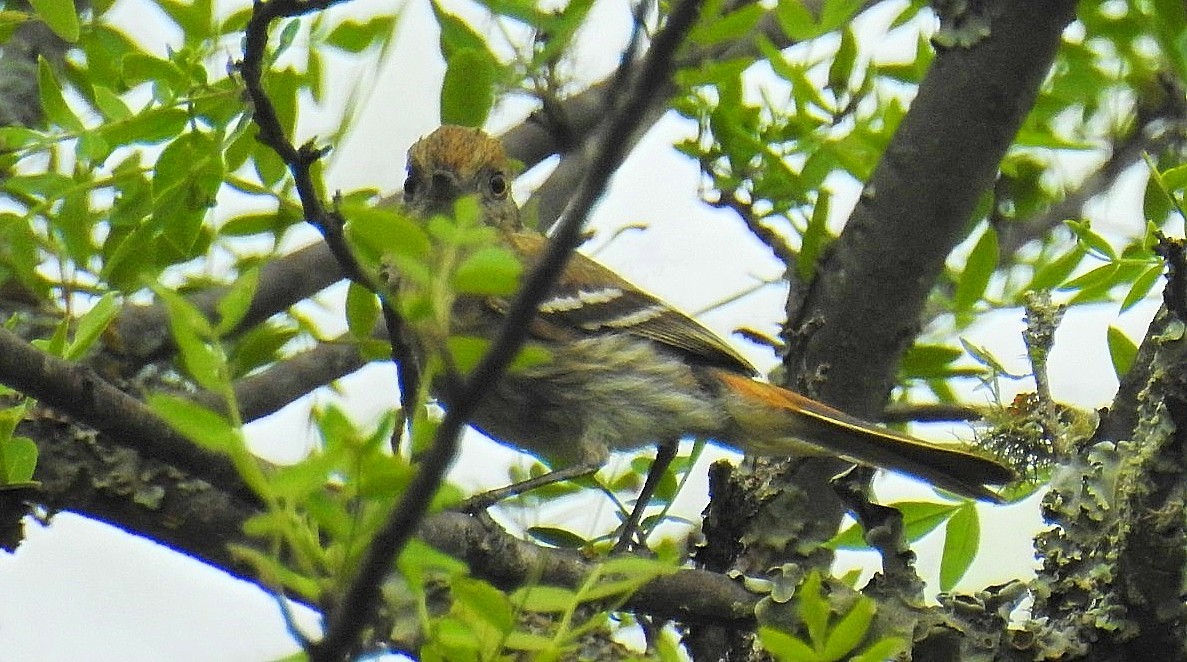 Cinereous Tyrant - ML627190480