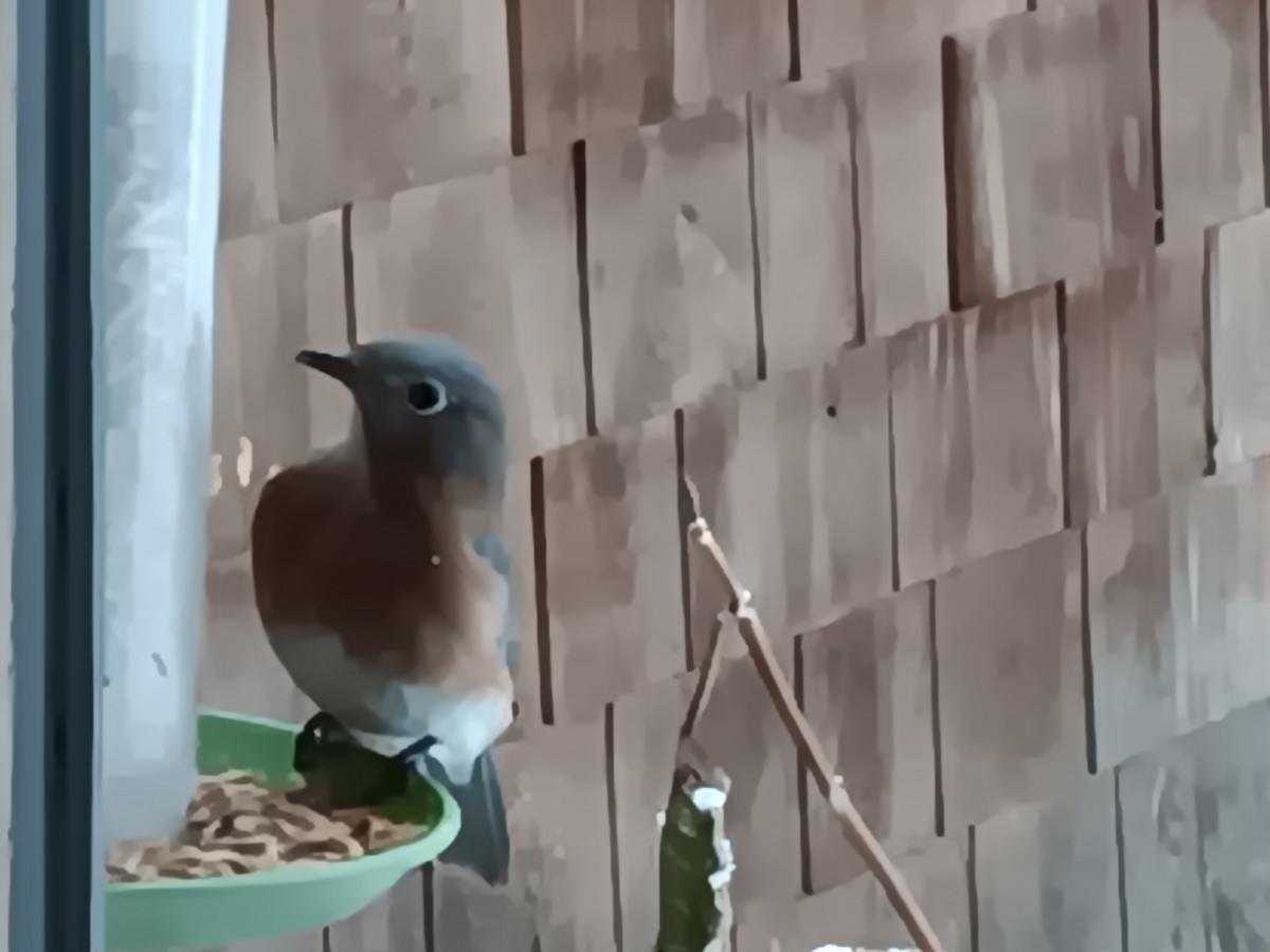 Eastern Bluebird - ML627190613