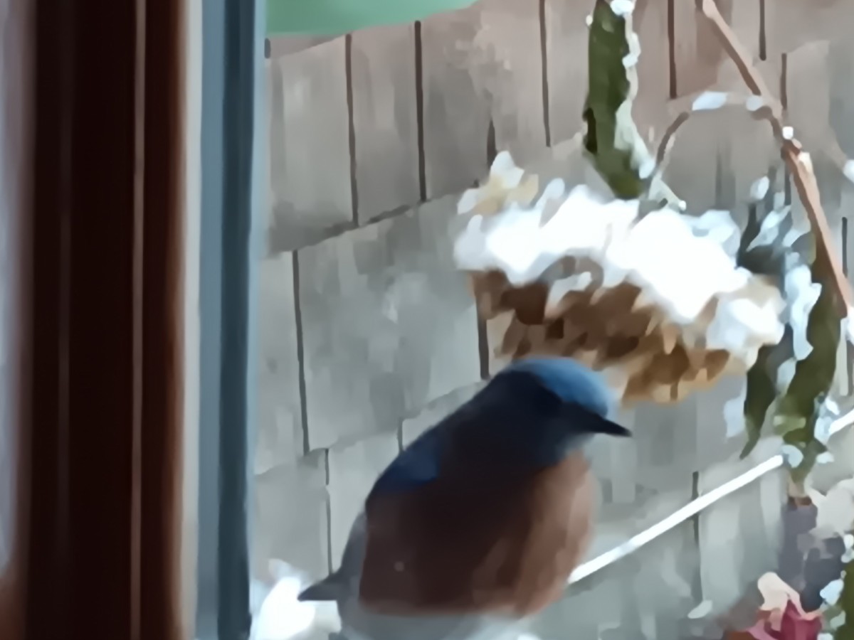 Eastern Bluebird - ML627190614