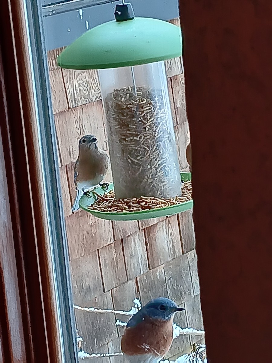 Eastern Bluebird - ML627190615