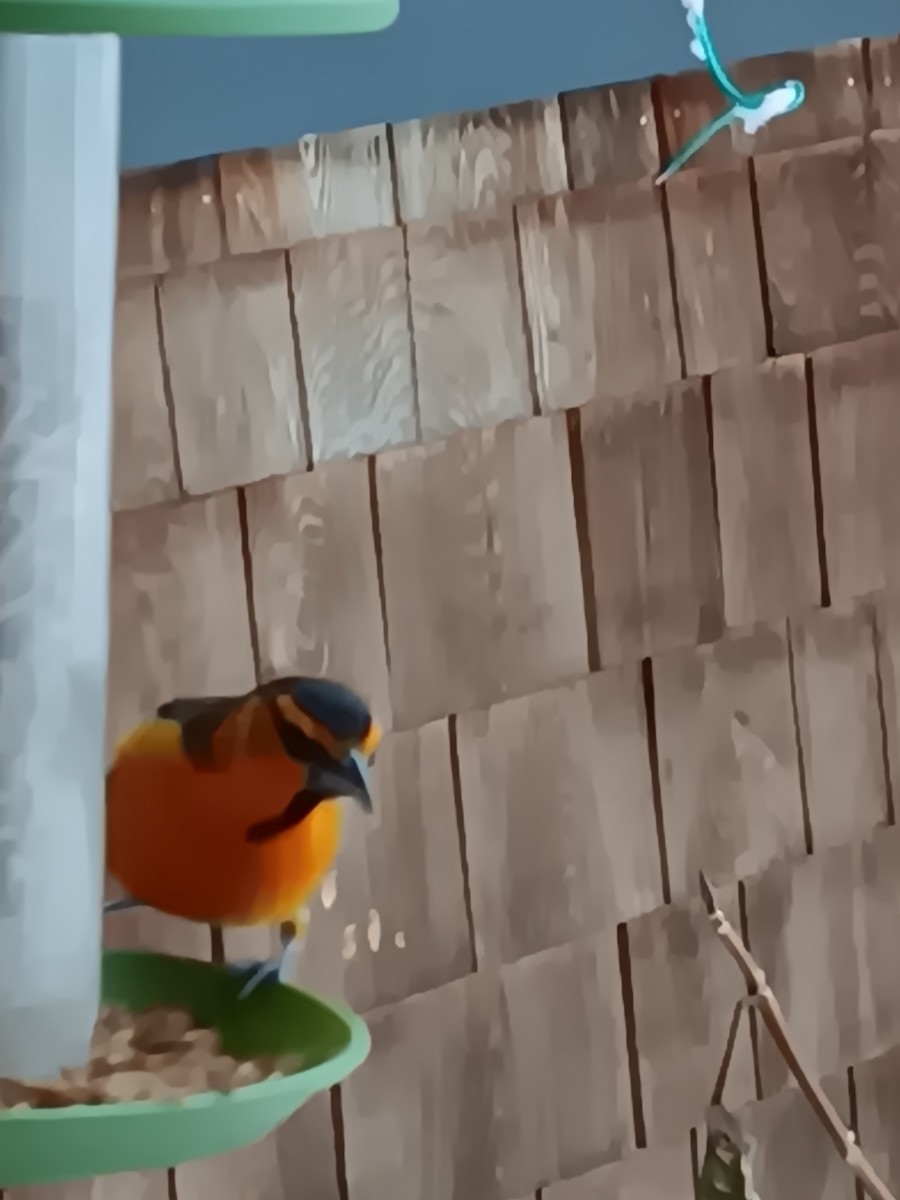 Bullock's Oriole - ML627190640