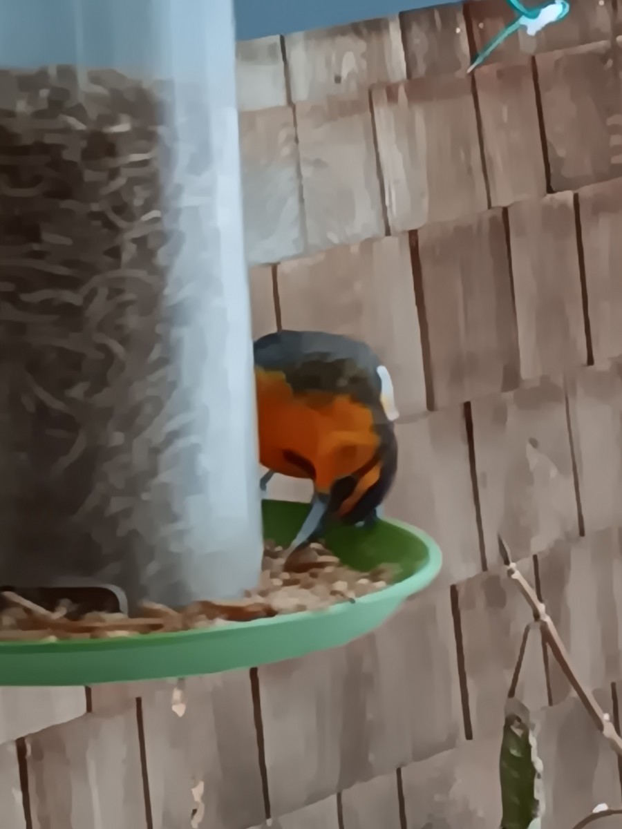 Bullock's Oriole - ML627190641