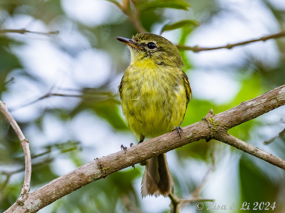 Restinga Tyrannulet - ML627191048
