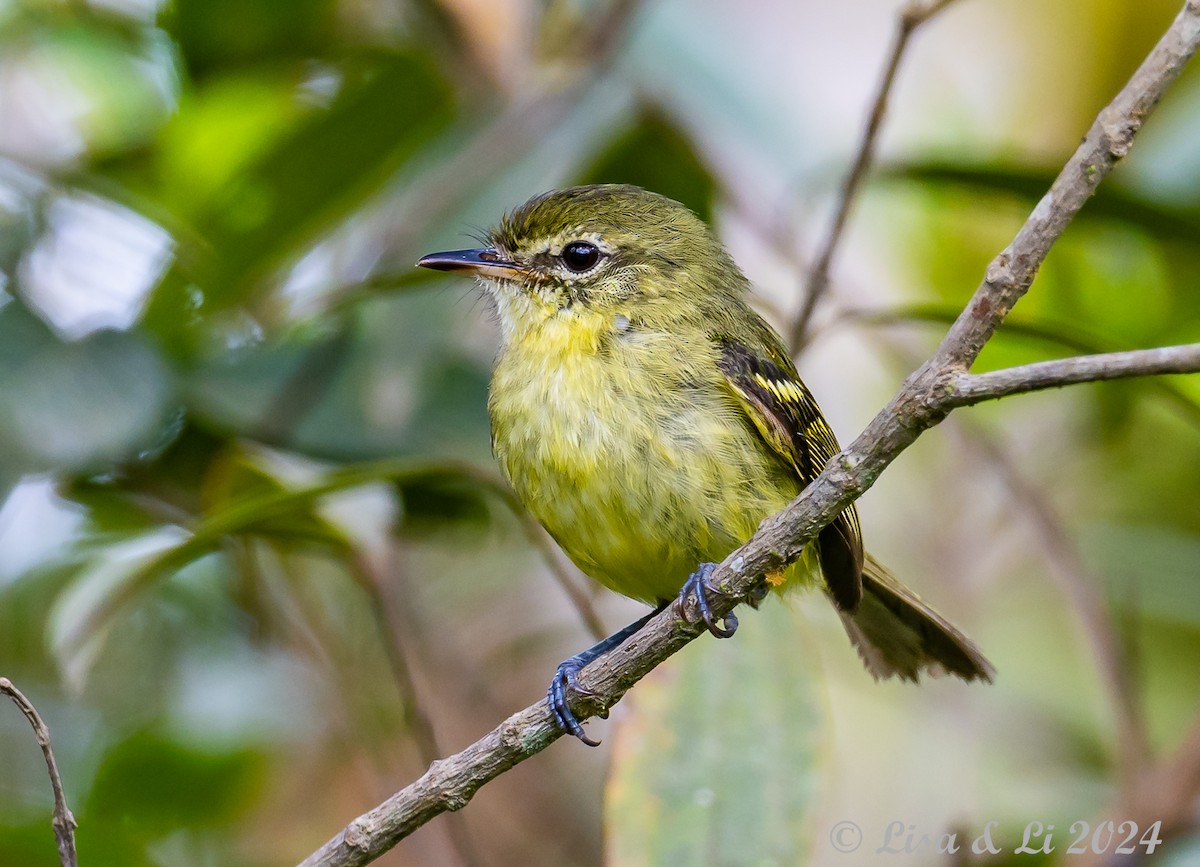 Restinga Tyrannulet - ML627191049