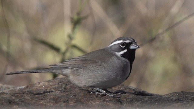 Black-throated Sparrow - ML627191191