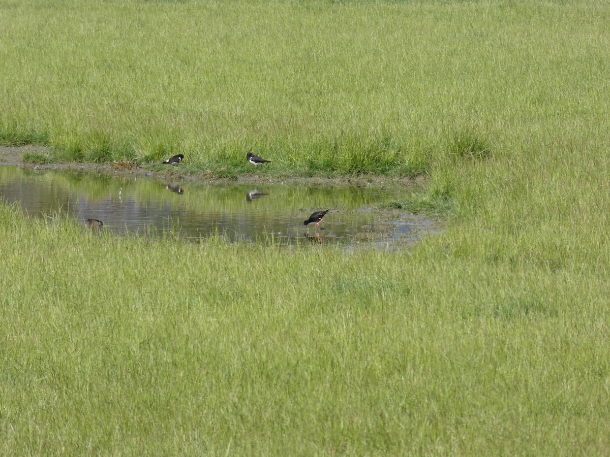 Black Stilt - ML627191257