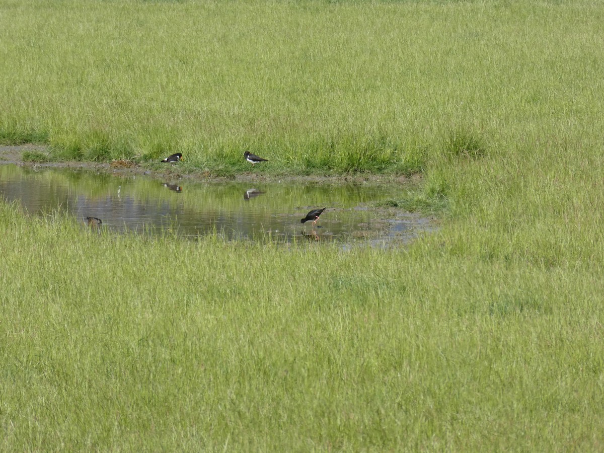 Black Stilt - ML627191257