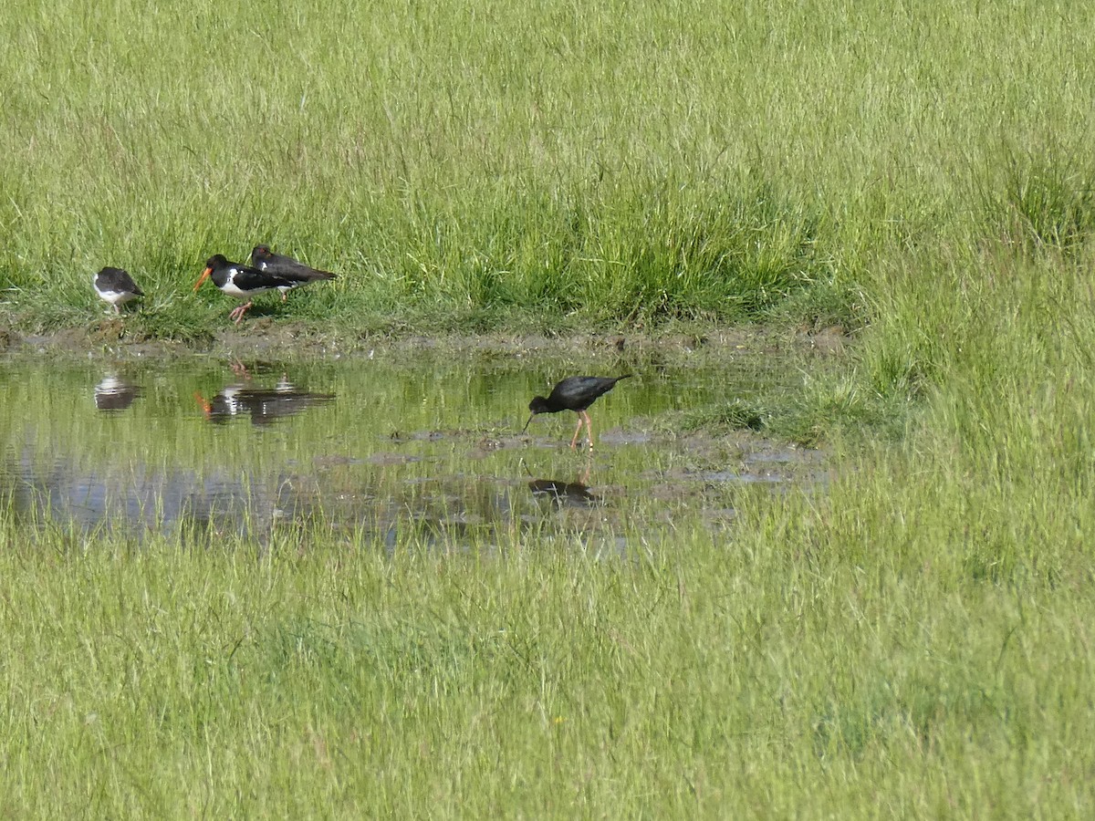 Black Stilt - ML627191275