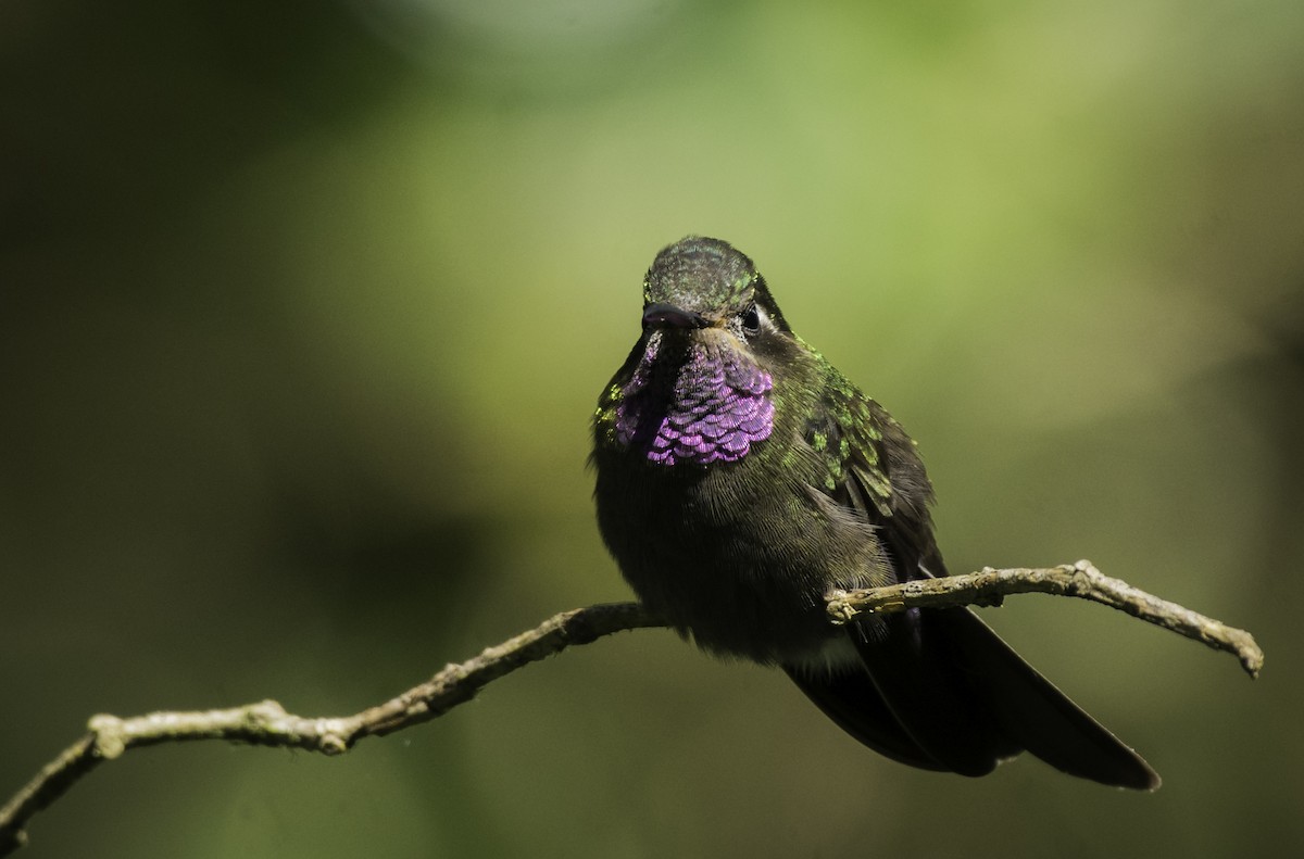 Amethyst-throated Mountain-gem - Moises Rodriguez