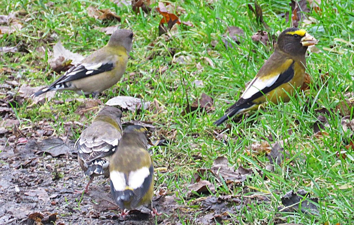 Evening Grosbeak - ML627192310