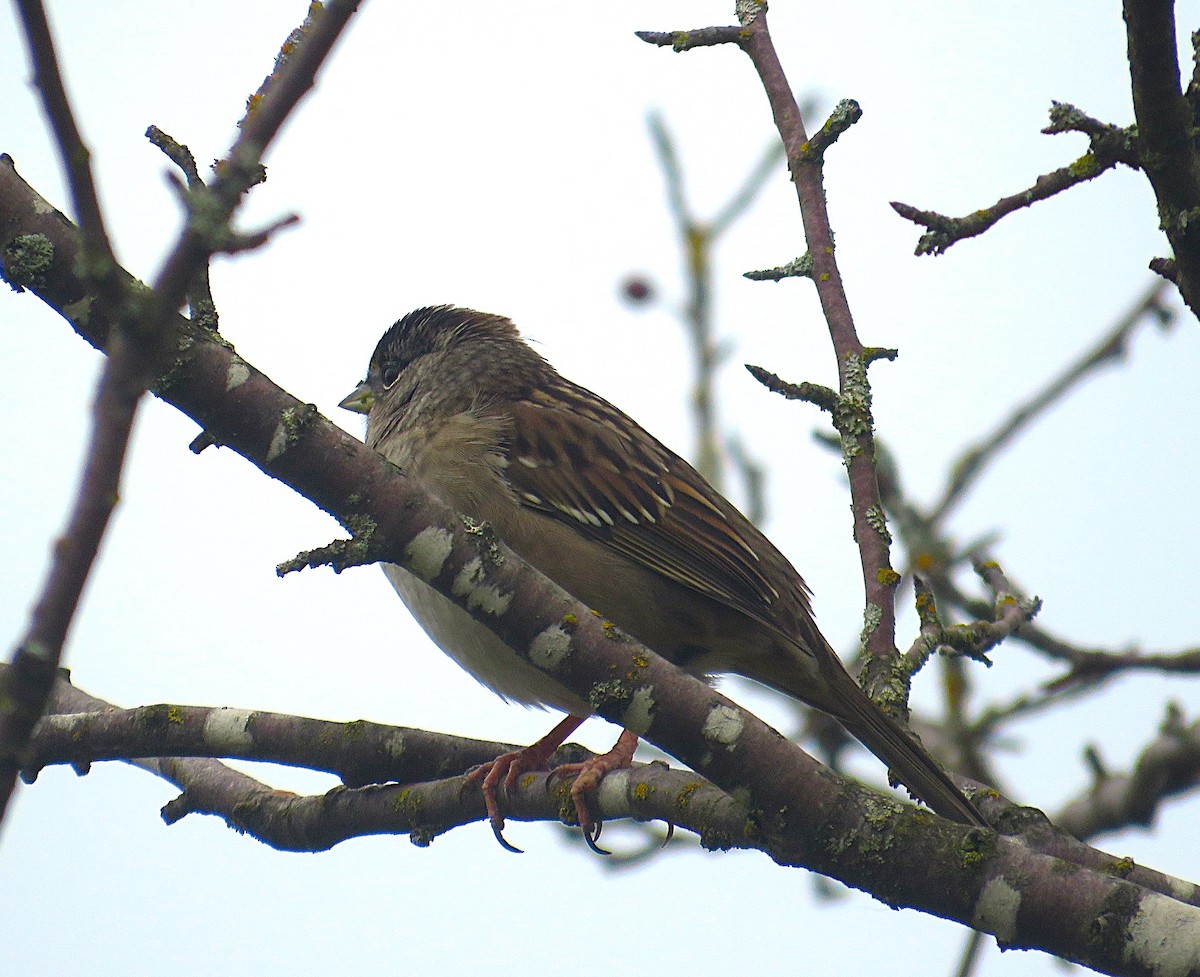 Golden-crowned Sparrow - ML627192386