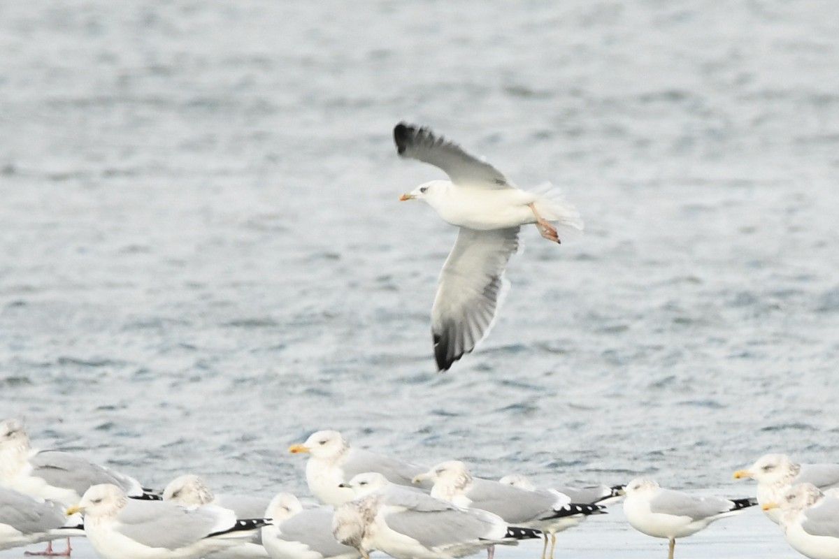 Zafferano - ML627192412