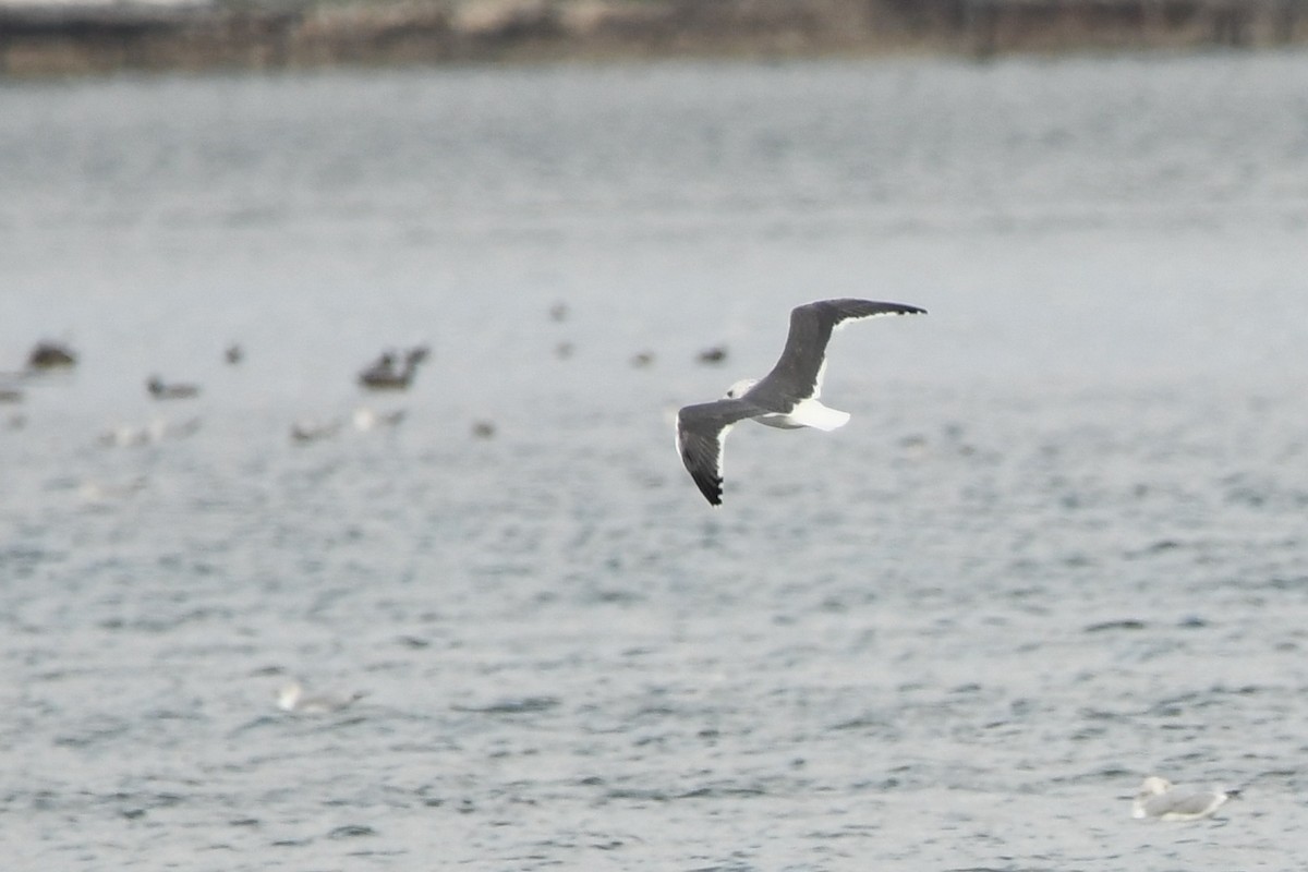 Zafferano - ML627192413