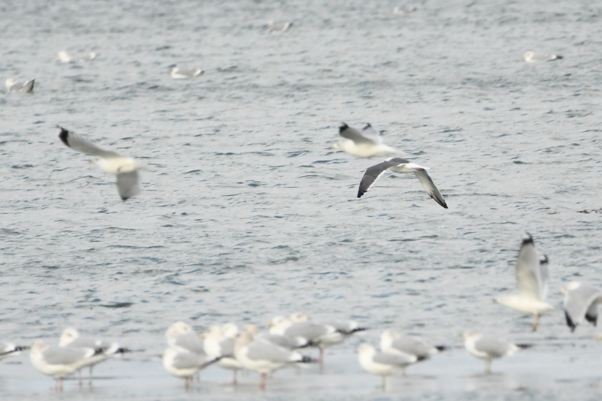 Zafferano - ML627192414