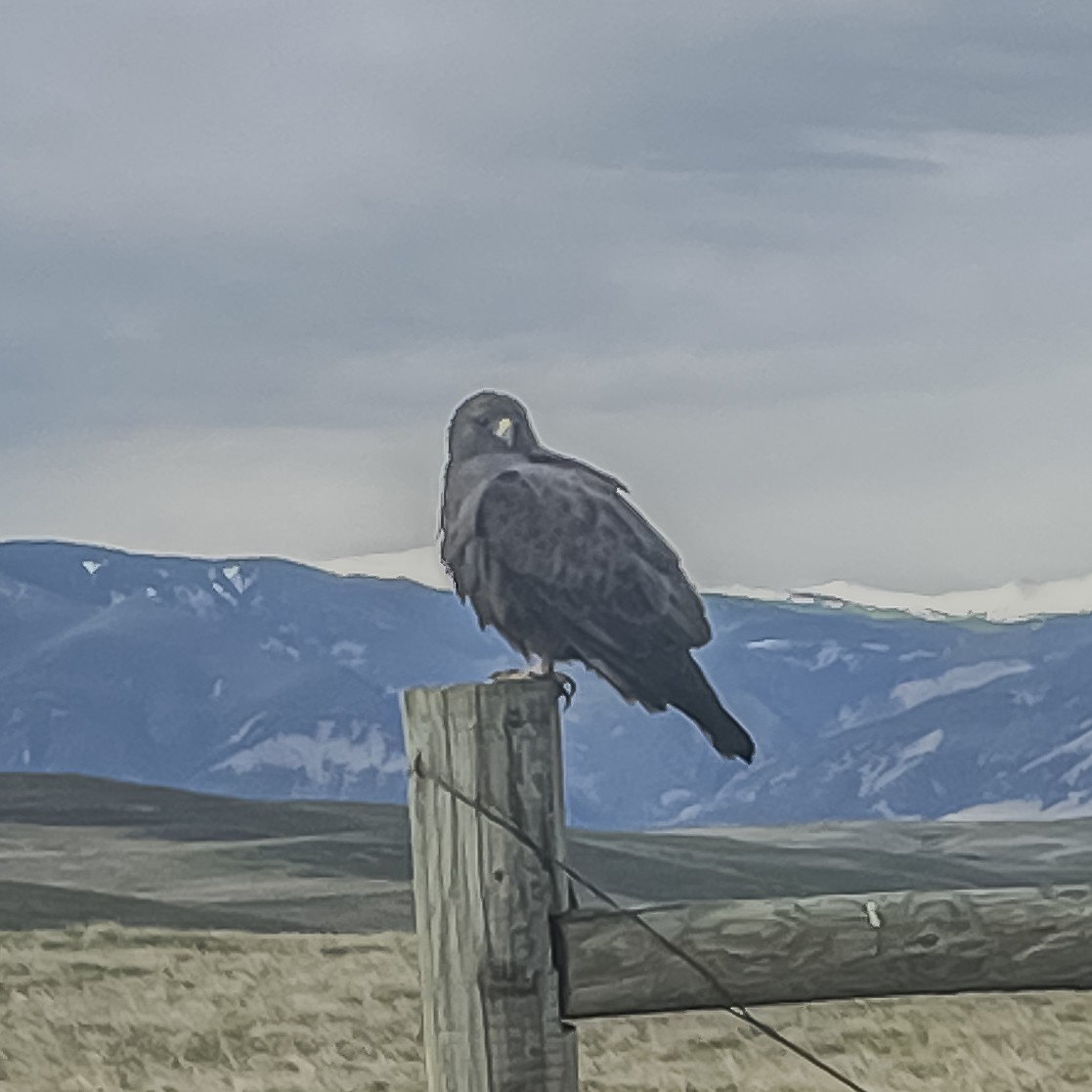 Swainson's Hawk - ML627192716