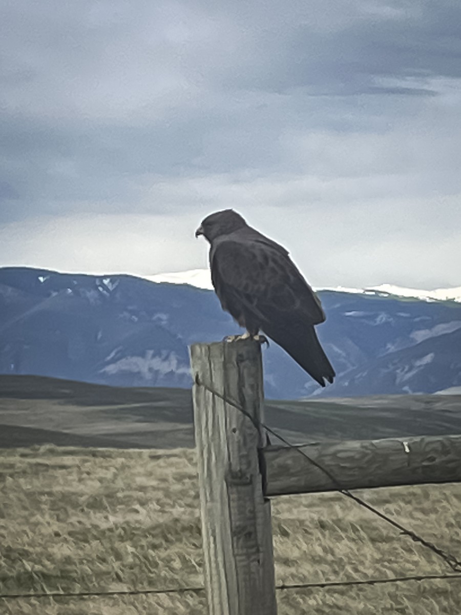 Swainson's Hawk - ML627192717