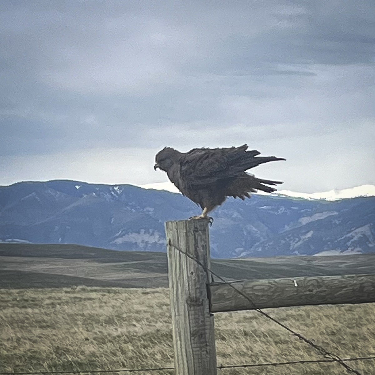 Swainson's Hawk - ML627192718