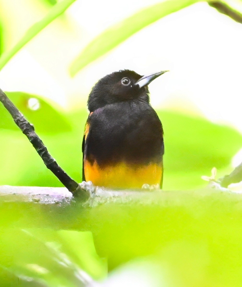 St. Lucia Oriole - ML627192743