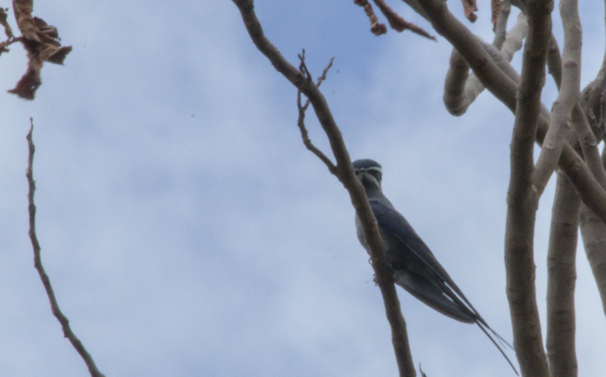 Moustached Treeswift - ML627192793