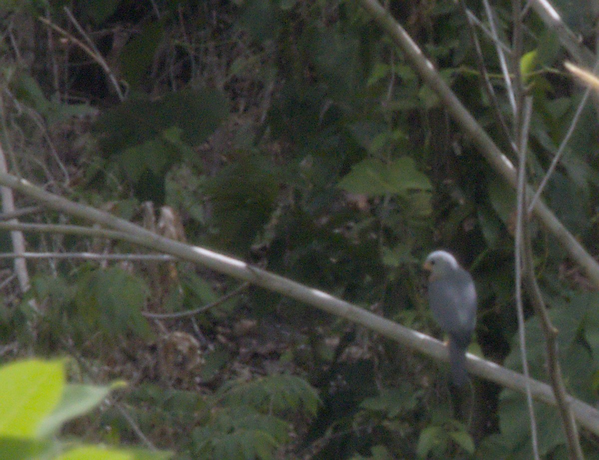 Variable Goshawk - ML627192799