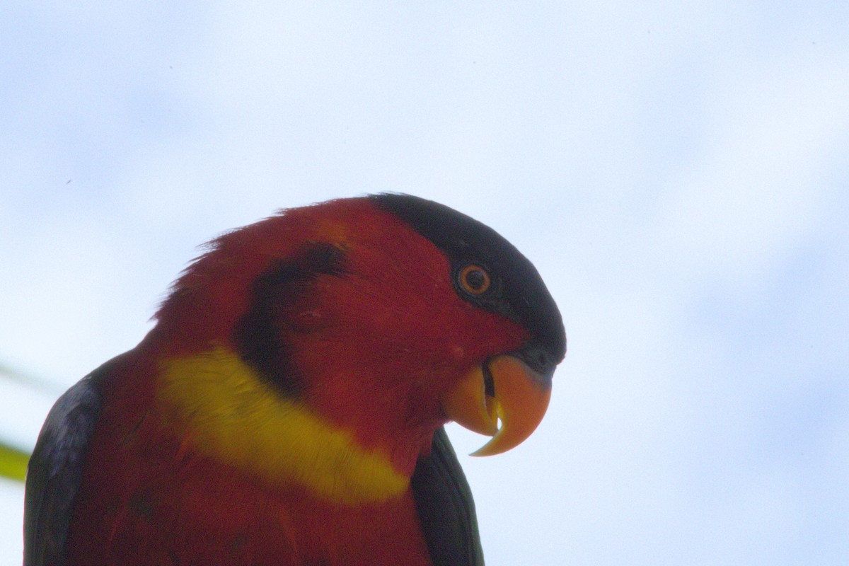 Yellow-bibbed Lory - ML627192820