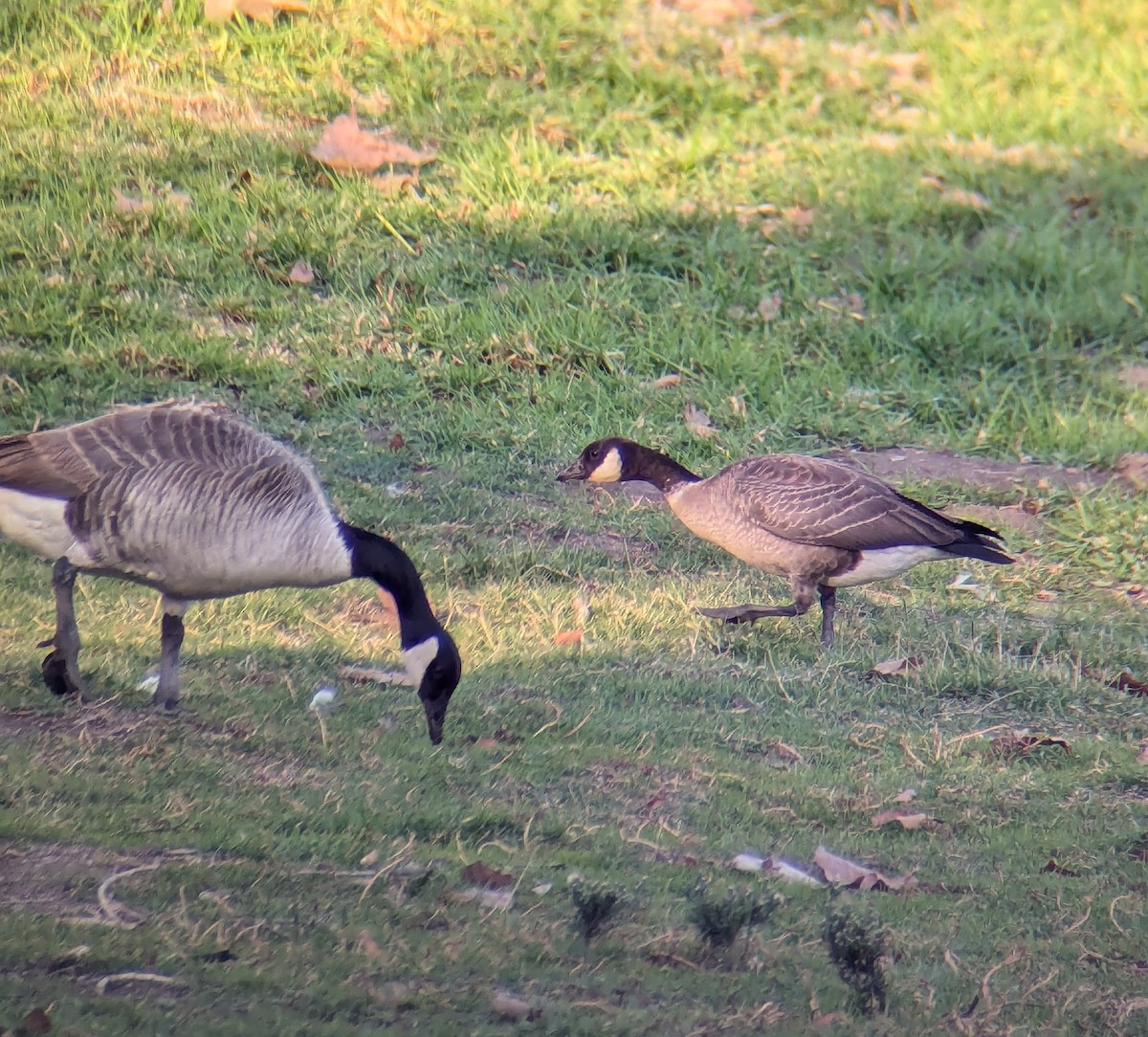 Cackling Goose (Aleutian) - ML627192849