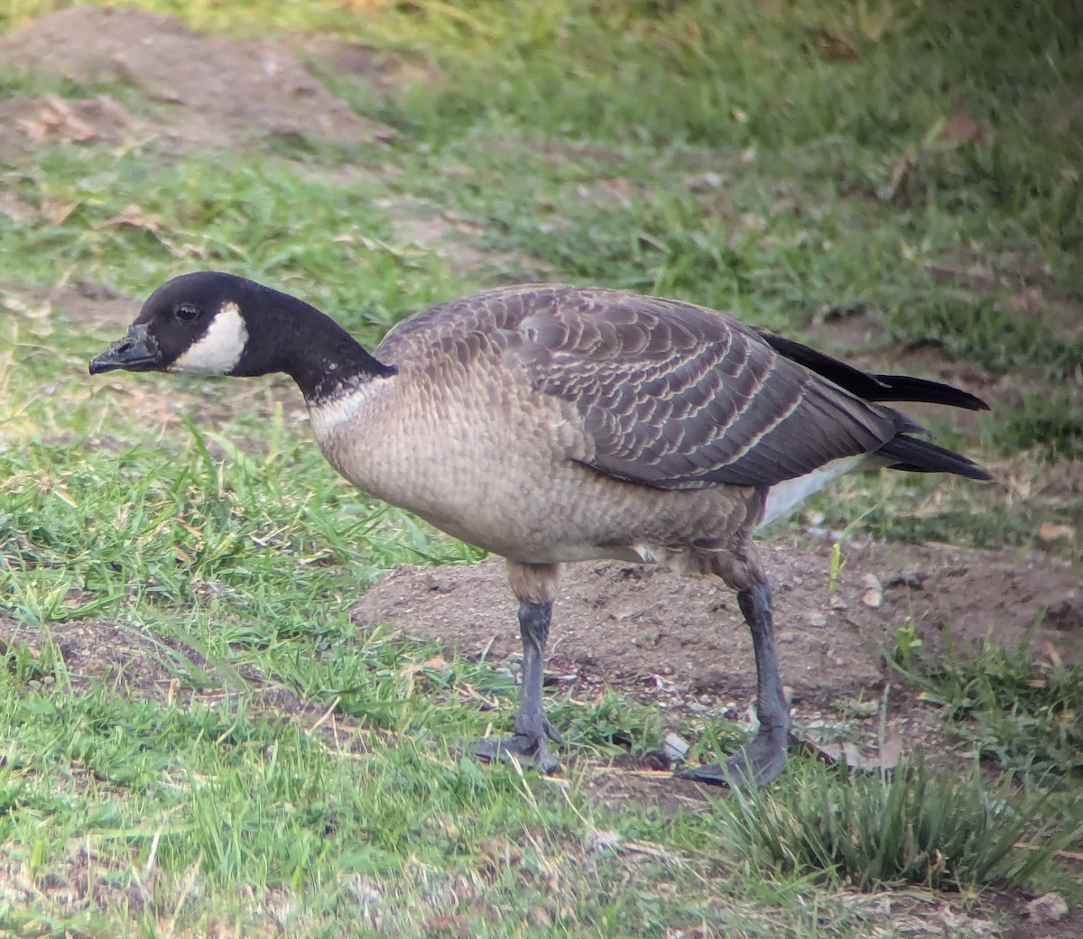 Cackling Goose (Aleutian) - ML627192850