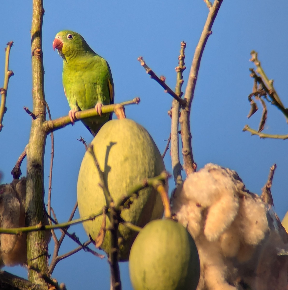 Yellow-chevroned Parakeet - ML627192861