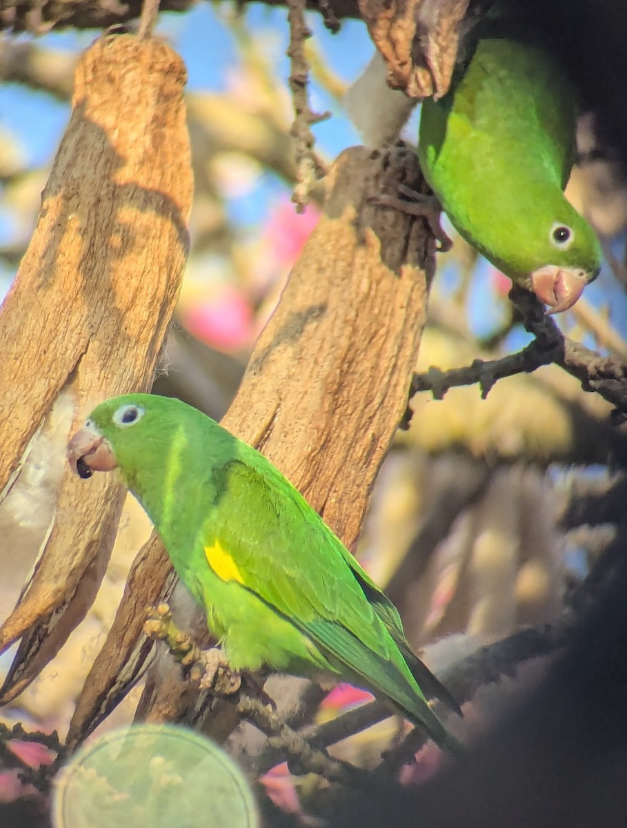 Yellow-chevroned Parakeet - ML627192862
