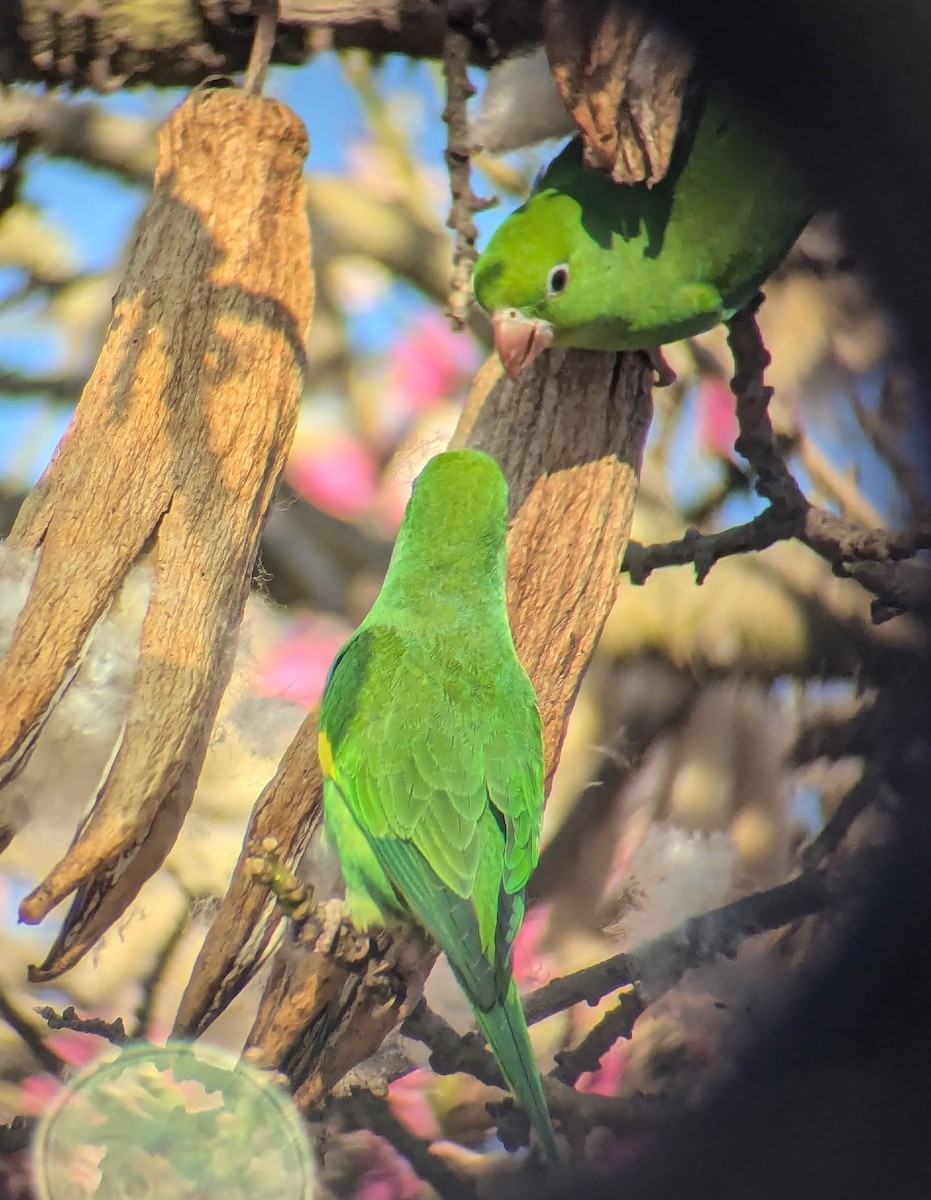Yellow-chevroned Parakeet - ML627192863