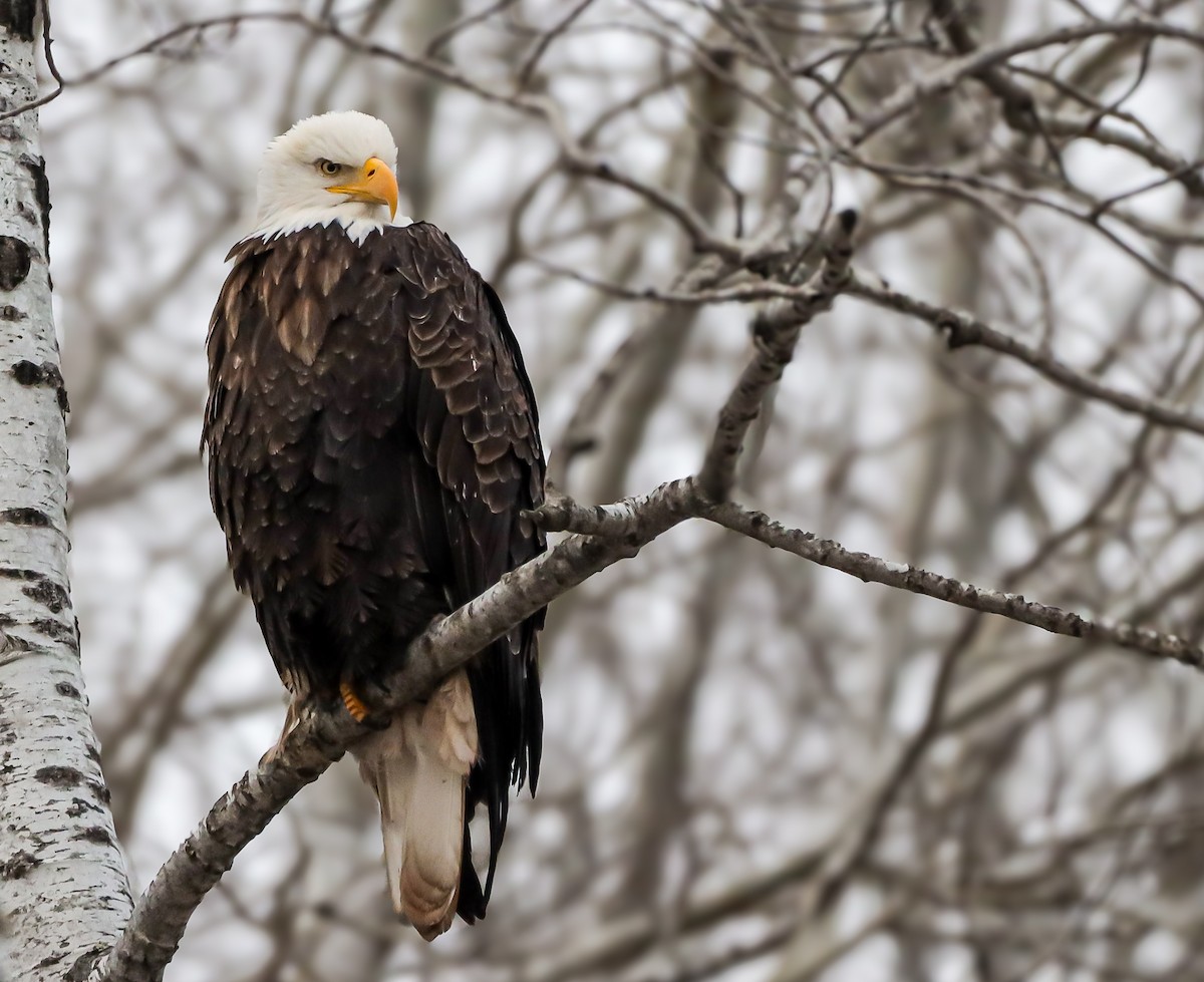 Bald Eagle - ML627192979