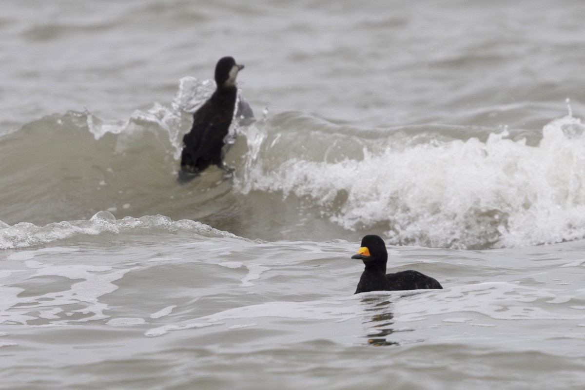 Black Scoter - ML627192984