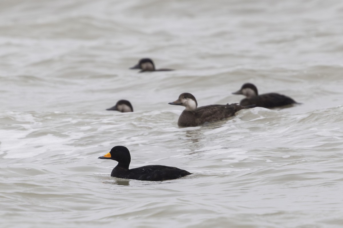 Black Scoter - ML627192985